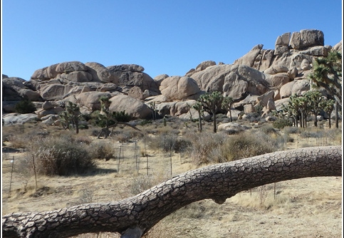Joshua Tree - Sequioa - Muir - Redwood - Mojave 007