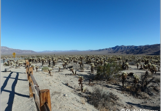 Joshua Tree - Sequioa - Muir - Redwood - Mojave 008