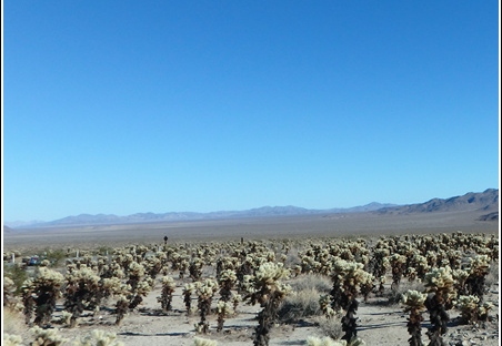 Joshua Tree - Sequioa - Muir - Redwood - Mojave 009
