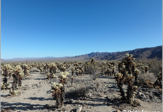 Joshua Tree - Sequioa - Muir - Redwood - Mojave 010