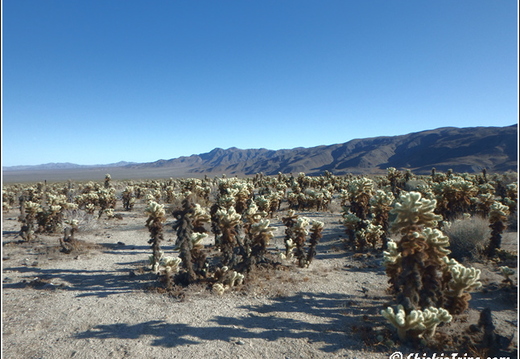 Joshua Tree - Sequioa - Muir - Redwood - Mojave 012