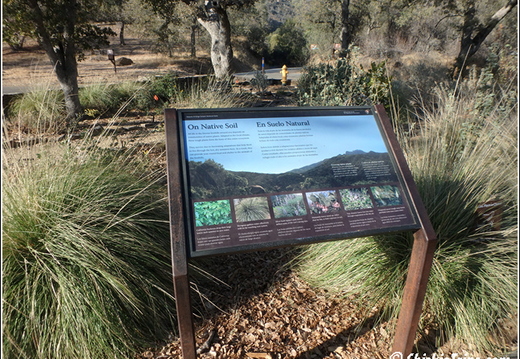 Joshua Tree - Sequioa - Muir - Redwood - Mojave 032