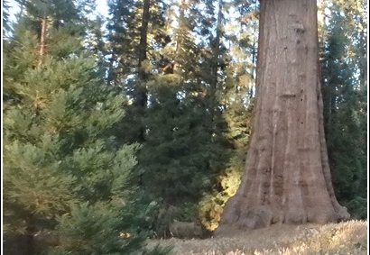 Joshua Tree - Sequioa - Muir - Redwood - Mojave 035