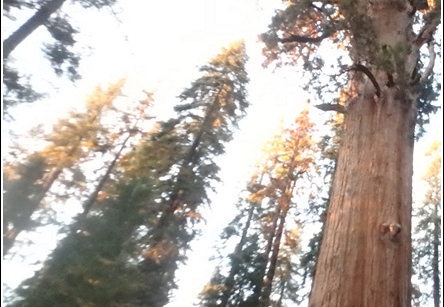 Joshua Tree - Sequioa - Muir - Redwood - Mojave 050