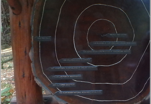 Joshua Tree - Sequioa - Muir - Redwood - Mojave 058