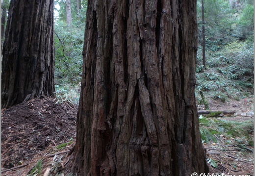 Joshua Tree - Sequioa - Muir - Redwood - Mojave 074