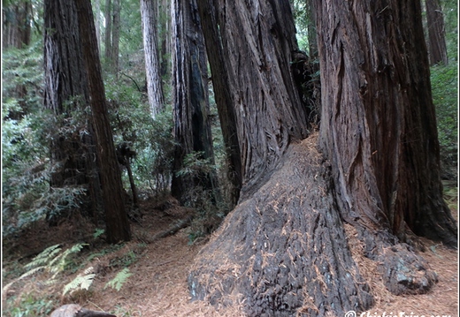Joshua Tree - Sequioa - Muir - Redwood - Mojave 082