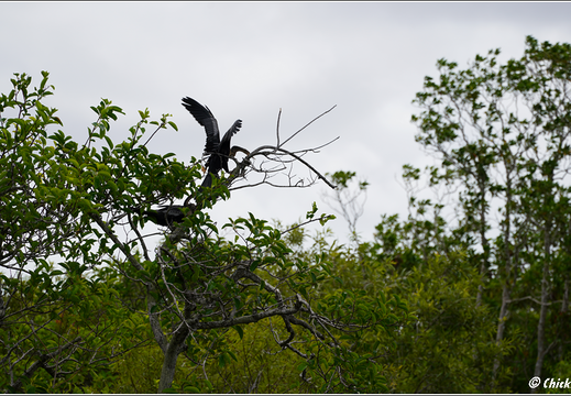 Florida - Everglades National Park 0020