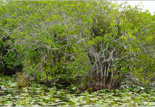 Florida - Everglades National Park 0034