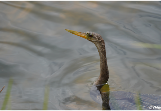 Florida - Everglades National Park 0041