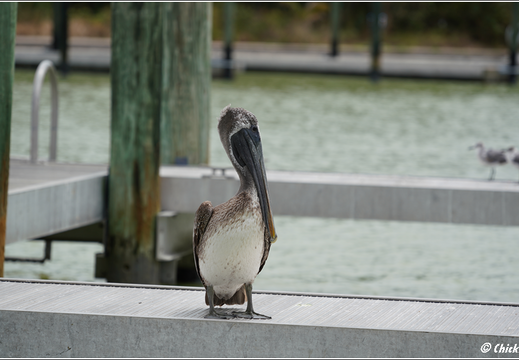 Florida - Everglades National Park 0045