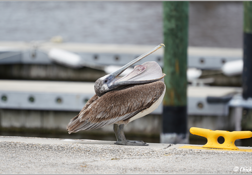 Florida - Everglades National Park 0047