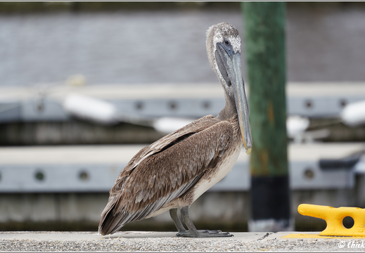 Florida - Everglades National Park 0050