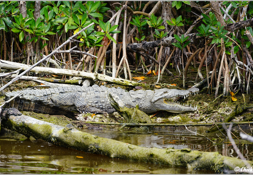 Florida - Everglades National Park 0057