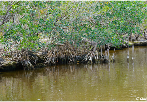 Florida - Everglades National Park 0058