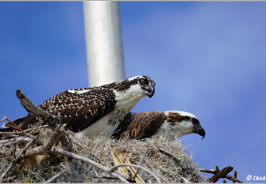 Florida - Everglades National Park 0060