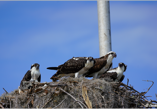 Florida - Everglades National Park 0061