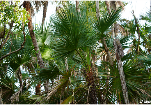 Florida - Everglades National Park 0077