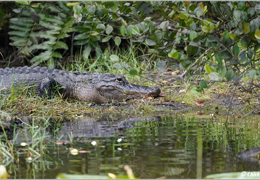 Florida - Everglades National Park 0087