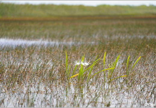 Florida - Everglades National Park 0090