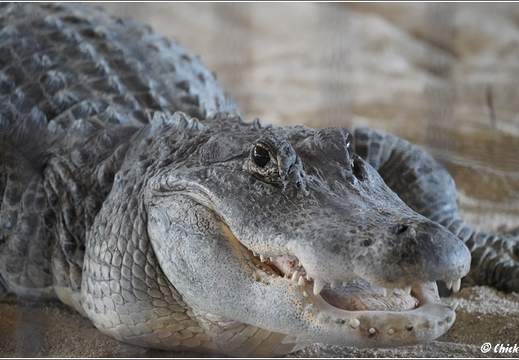 Florida - Everglades National Park 0100