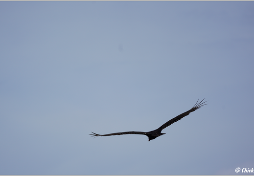 Florida - Everglades National Park 0108