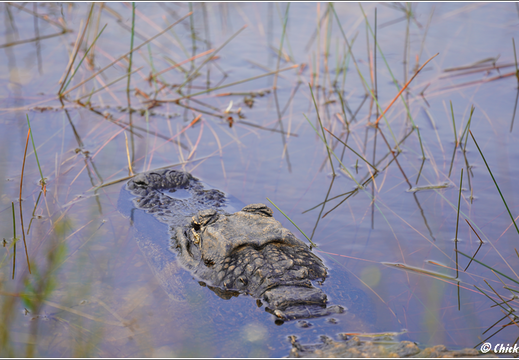 Florida - Everglades National Park 0110