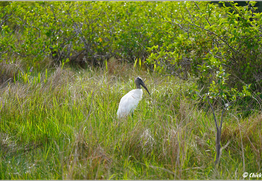 Florida - Everglades National Park 0114