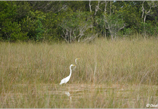 Florida - Everglades National Park 0115
