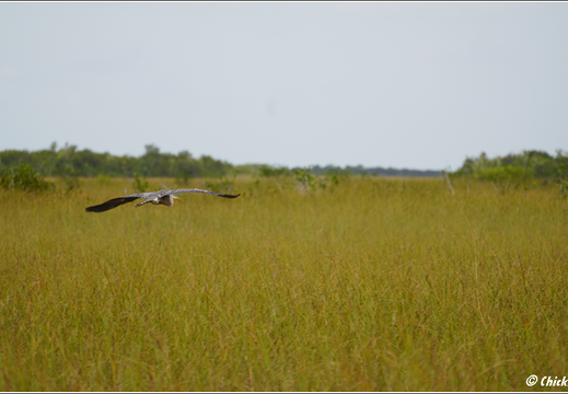 Florida - Everglades National Park 0117