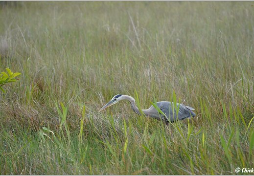 Florida - Everglades National Park 0118