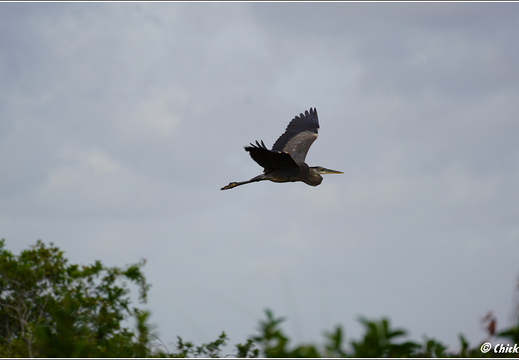 Florida - Everglades National Park 0119