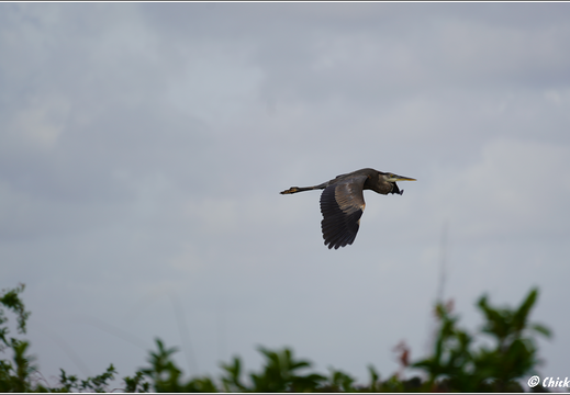 Florida - Everglades National Park 0120