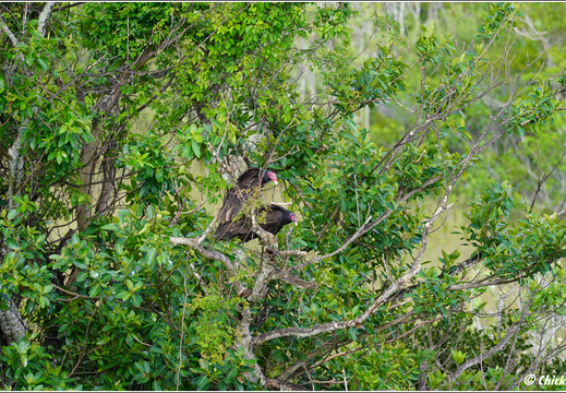 Florida - Everglades National Park 0121