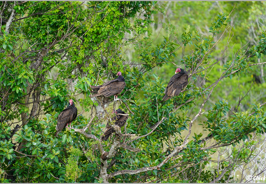 Florida - Everglades National Park 0122