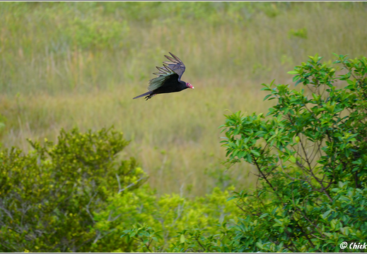 Florida - Everglades National Park 0123