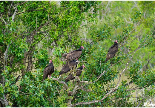 Florida - Everglades National Park 0124