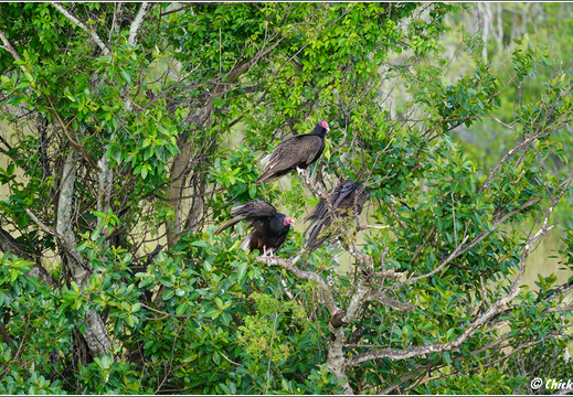 Florida - Everglades National Park 0127
