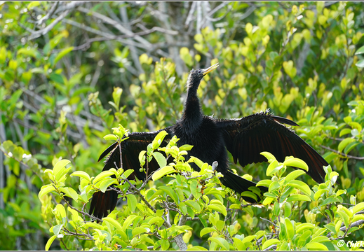 Florida - Everglades National Park 0129