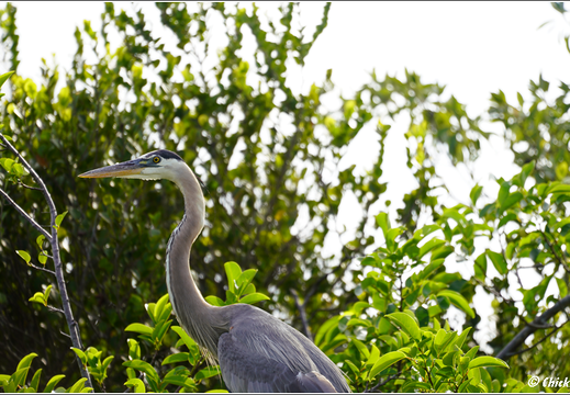 Florida - Everglades National Park 0135