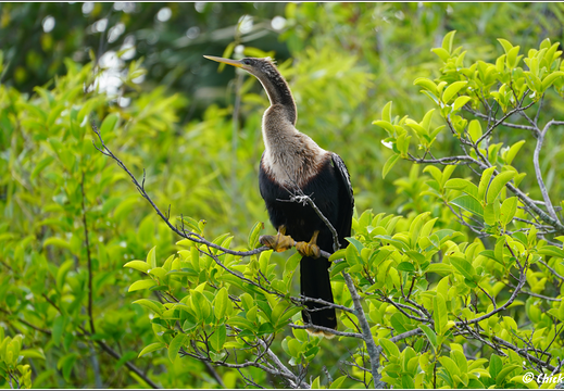 Florida - Everglades National Park 0137