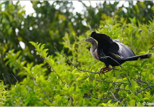 Florida - Everglades National Park 0139