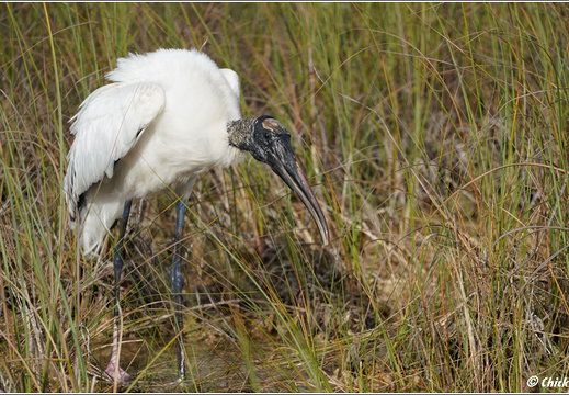 Florida - Everglades National Park 0144