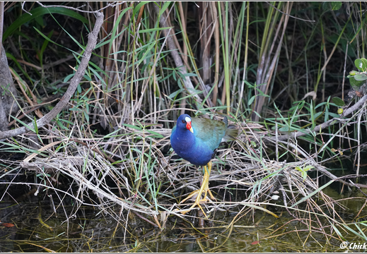 Florida - Everglades National Park 0150