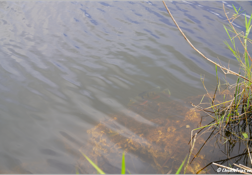 Florida - Everglades National Park 0165