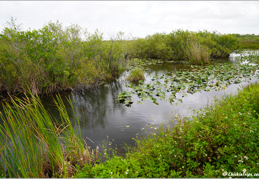 Florida - Everglades National Park 0171