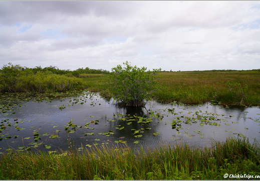 Florida - Everglades National Park 0174