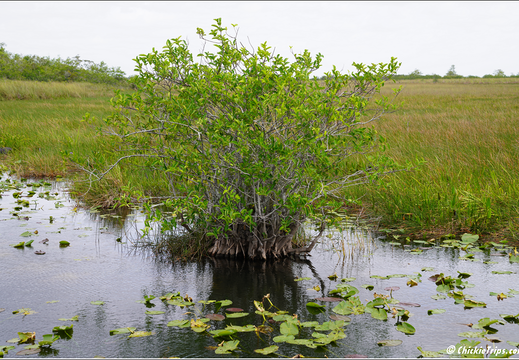 Florida - Everglades National Park 0178