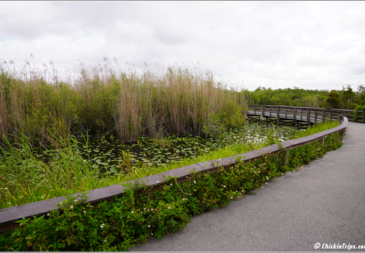 Florida - Everglades National Park 0185