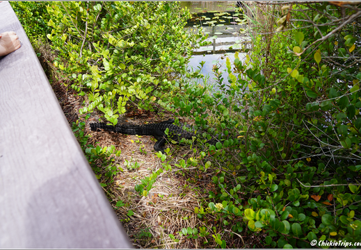 Florida - Everglades National Park 0190